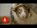 A Pouch In Need of Protection: The Matschie's Tree Kangaroo Climbs For Survival