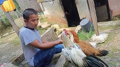 qaib thaib and qaib phab mab farming in indonesia | aseel murga & mianwali aseel farming