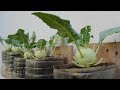 I Grew Kohlrabi in Plastic Bottles for 30 Days and Got AMAZING Results