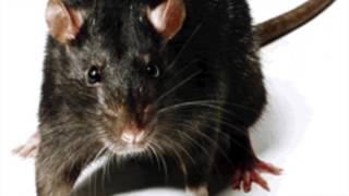 Critter Control Miami