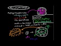 Immunology - Monocytes and Macrophages