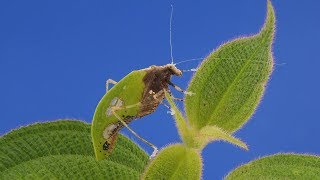 Dead leaf katydid, Pycnopalpa bicordata from Ecuador