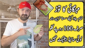 Java Sparrow Ka Sasta Dana | Java Finch Cheapest Seed Mix | Mini Zoo Birds