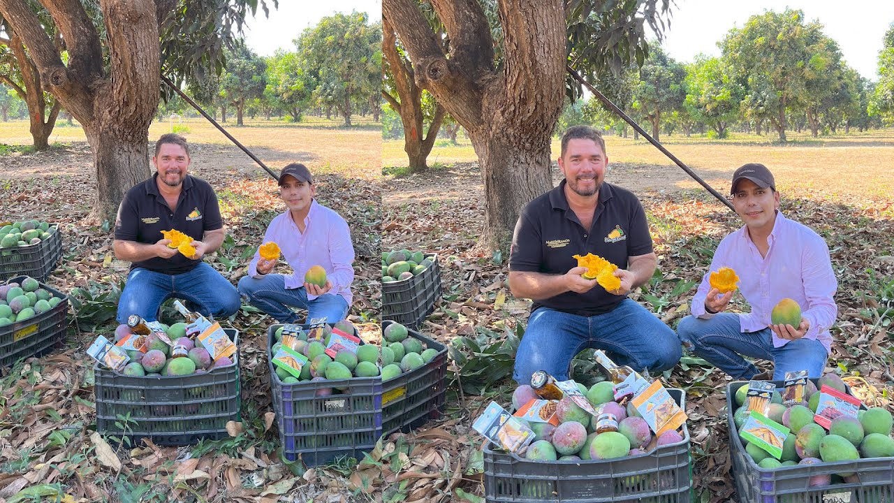 Huerta del rey de las frutas EL MANGO | 365 días para comer un mango | México mayor productor del 🌐