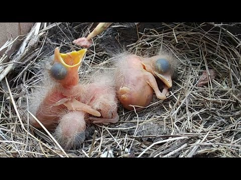 वीडियो: पक्षियों को कैसे खिलाएं