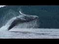 Watch Humpback Whale Jump Out of Water Nearly Landing On Kayakers