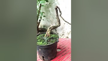 Nhát cắt đáng giá em chuỗi ngọc tím mini bonsai