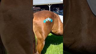 Girl Turns Her Horse Into a Star Design🎨🐎✨