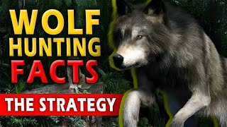 How Do Wolves Hunt Such Mive Prey? Wolf Hunting Facts