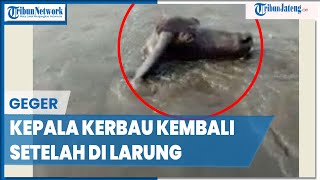 Download Lagu Warga Pesisir Tegal Geger Kepala Kerbau untuk Sedekah Laut Balik ke Daratan MP3 Download Lagu Warga Pesisir Tegal Geger Kepala Kerbau untuk Sedekah Laut Balik ke Daratan MP3
