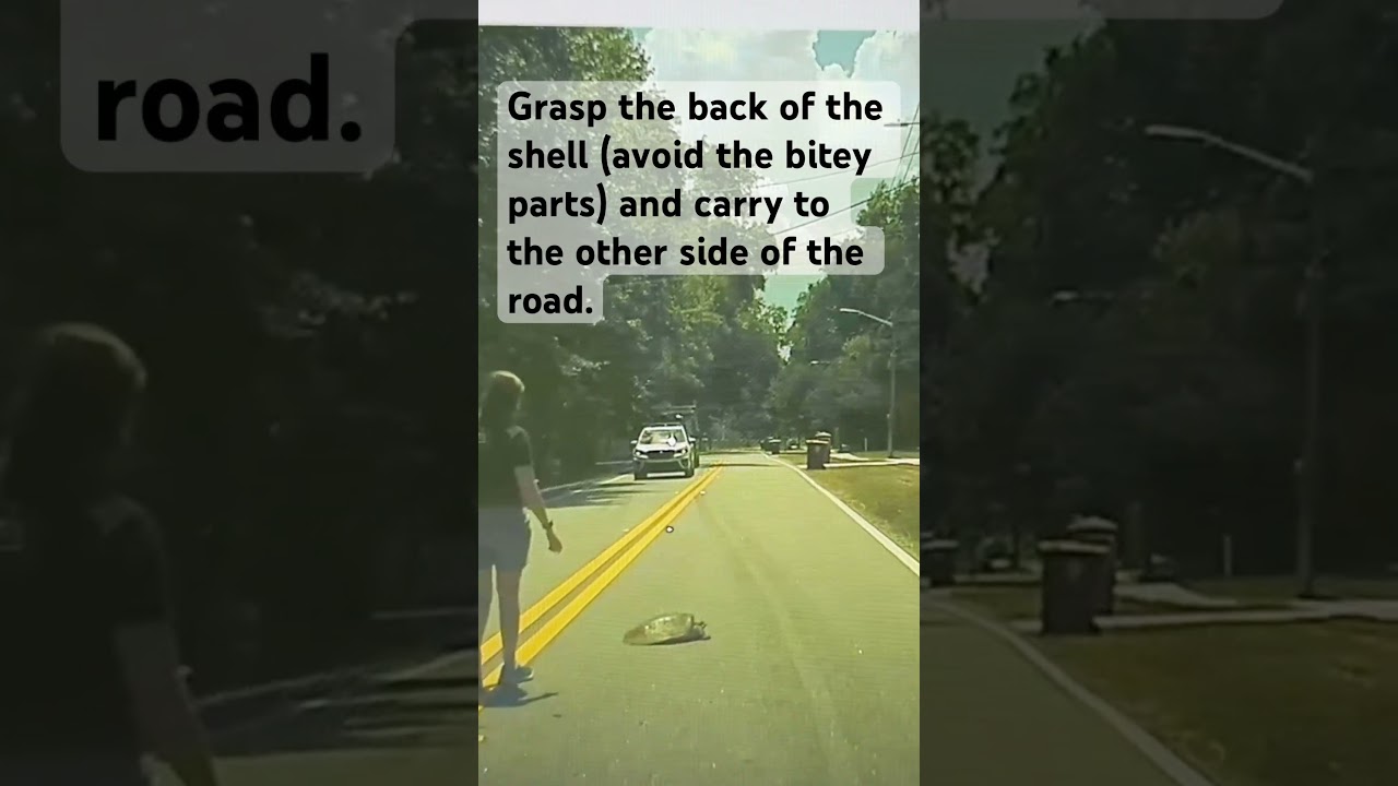 How to help a turtle in the road 