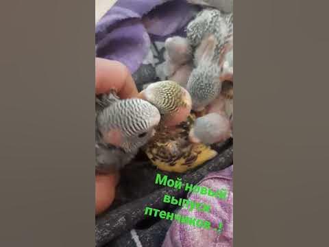 птенчики - YouTube
