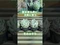 【しわしわ多肉を見かけたら】