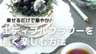 乗せるだけで華やかに♪エディブルフラワーを長く楽しむ方法