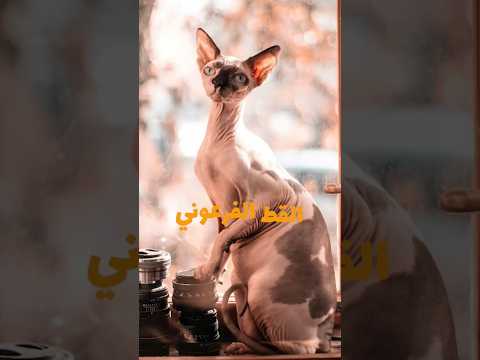 فيديو: فناء القطط والقطط: صور ، سلالات