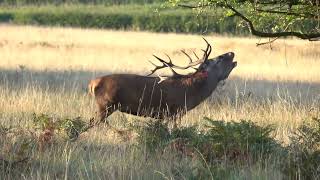 Red Deer Stag Bellows @ Windsor Great Park (4K)