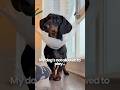 He’s Been Sad Since Surgery… So I Tried This