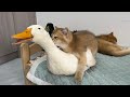 The duck bullied the big black cat but in the end the kitten conquered the duckso funny and cute