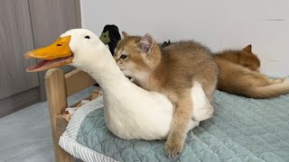The duck bullied the big black cat, but in the end the kitten conquered the duck!So funny and cute