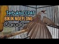 Trucukan gacor NGALAS Garuda sambung Ropel, terbukti ampuh untuk pancingan trucuk MALAS jadi GACOR