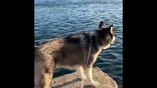 No.205 C&C 20260420 1°C #husky #huskylife #siberianhusky #sunset #cutedog #stlawrenceriver