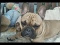 Французский бульдог Ден на прогулке с друзьями French Bulldog Den on a walk with friends