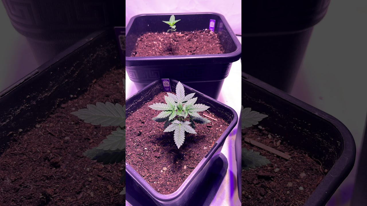 GelatoCake🍧🎂 (GermanGrow) 