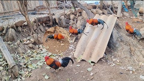 Sim qaib dib ua si. Gà mồi của ông anh cực đẹp luân