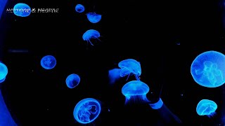 Mystical Jellyfish! Exploring the Transparent Body and Beautiful Form