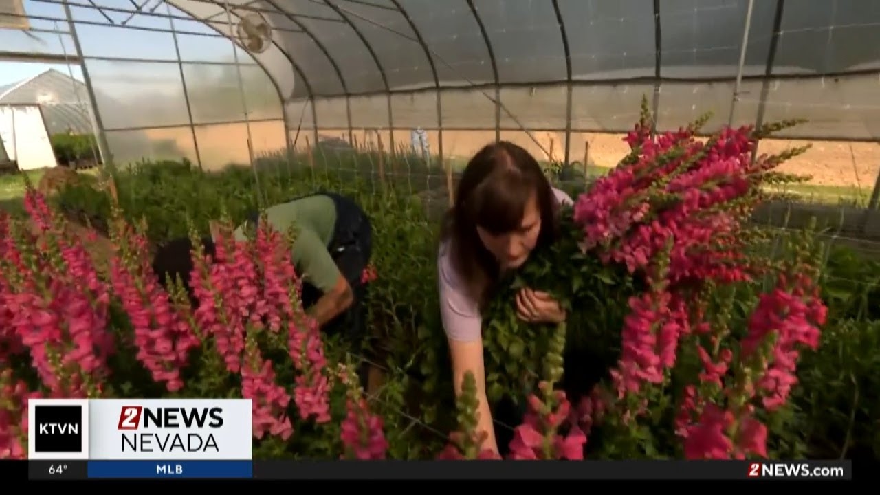 Floral industry seeing impacts from tariffs