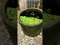 Village Koi Fish Pond Update at Deepjyoti’s home #koipond #koifish #fishtank #fishpond #shorts Mp3 Song