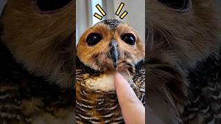 Tidakk!!😱 Tolong Jangan Chiko….🥹🐔😭 #funny #owl #cute #pets #owl #cat #animals