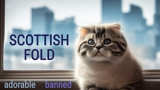 The Banned Cat Breed Taking Over US & Japan: The Surprising Story of Scottish Folds! by Pretty Purrfect Cat Facts 167 views 11 months ago 8 minutes, 18 seconds
