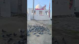 Trending Aco Pejovic Crna Vrana Viral Charlie Kirk Midweek Rise Up Rueda De Prensa America Fest Resimi