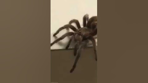 POV : Your spiderman but also scared of spiders #tomholland #shorts