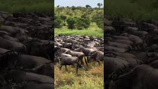 Massive wildebeest herd on the move near Moru!