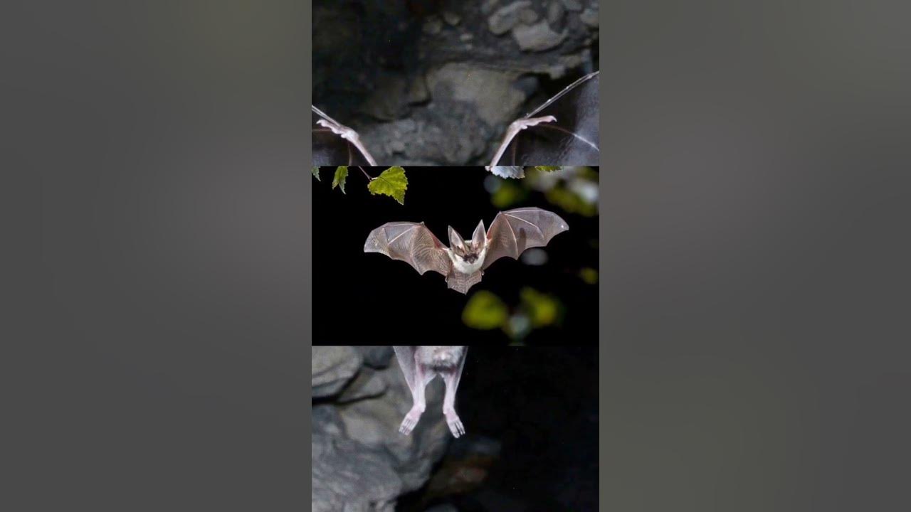 A ÚNICA ESPÉCIE DE MAMÍFERO QUE VOA YouTube A ÚNICA ESPÉCIE DE MAMÍFERO QUE VOA YouTube