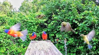Painted Bunting Migration