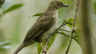 Burung mata merah