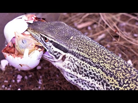 Monitor lizard likes their eggs RAW or LIVE
