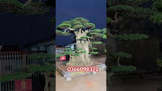 #bon sai xu hướng đỉnh để