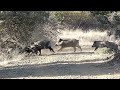 Muhteşem Yaban Domuzu Avı / Spectacular Wild Boar Hunt