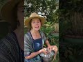 herbal medicine that heals the gut and regulates the nervous system