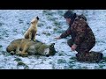 Man Saved This Crying Wolf Cub And Her Dying Mama Wolf, Days Later He Received The Amazed  “Thanks”