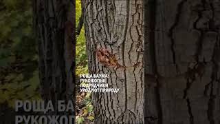 РОЩА БАУМА: РУКОЖОПЫЕ ПОДРЯДЧИКИ УРОДУЮТ ПРИРОДУ #базарбек #наемники #гиперборей