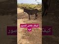 الحمار موروث مغربي اكسبلور في طريق الانقراض 