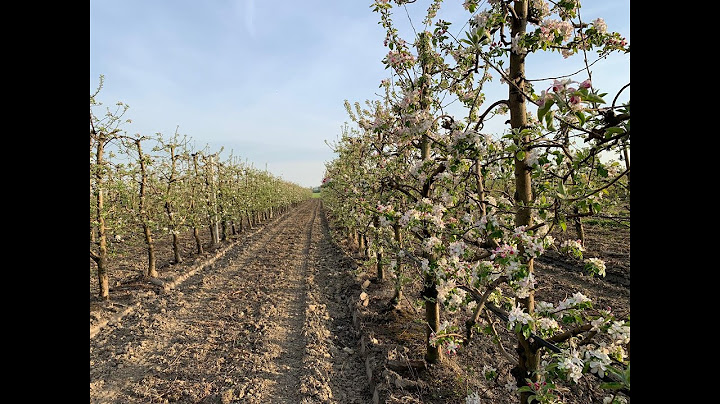 "INNOVAZIONE IN FRUTTICOLTURA: LA STORIA DI EDOARDO PULIZZI" (Trailer) - AGRIMANAGER BCC EMIL BANCA