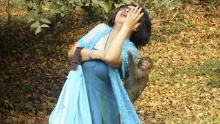 Monkeys Attack Tourists at Angkor Wat, Siem Reap, Cambodia