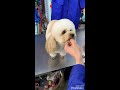dịch vụ cắt tỉa lông chó tphcm Update New DỊCH VỤ CẮT TỈA LÔNG CHO POODLE