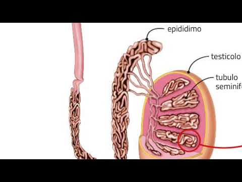 Video: Anatomia E Funzioni Degli Organi Riproduttivi Maschili - Body Maps